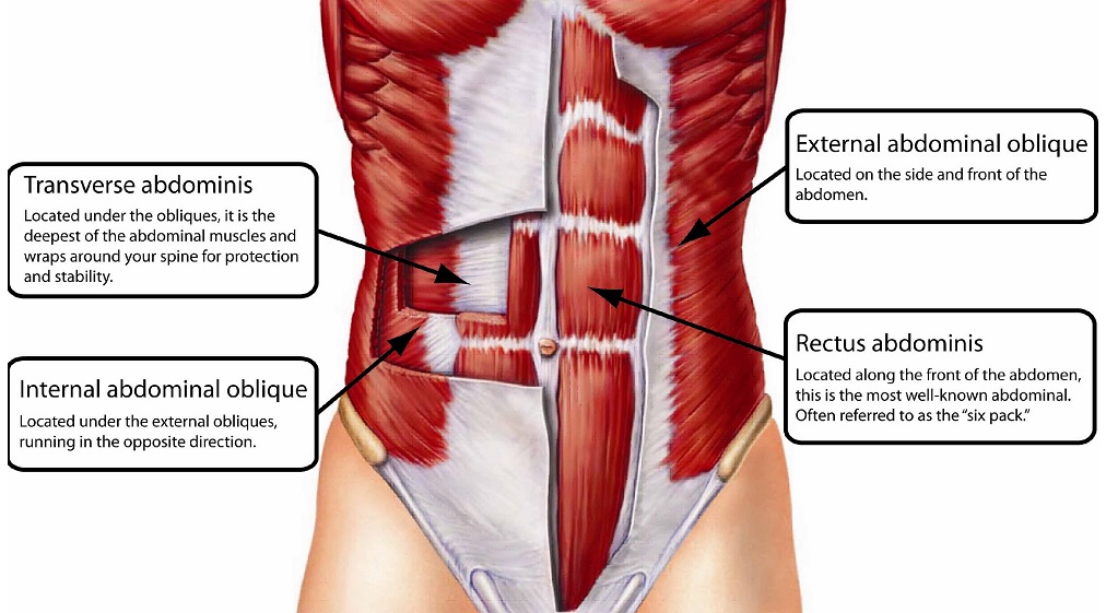 Core-muscles-abdominal